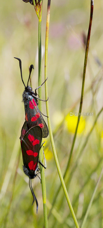 六斑伯纳(Zygaena filipendulae)